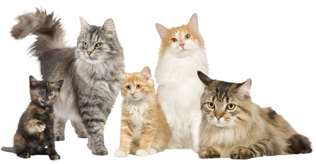 Jak Si Vybrat Správné Plemeno Kočky: Průvodce Pro Nalezení Perfektní Společníčky