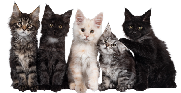 Začínáme s Chovem Kočky: Průvodce Láskou a Starostlivostí